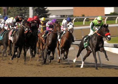 horses thumbnail